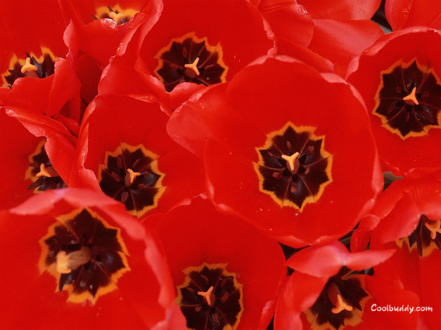 Обои картинки фото цветы, тюльпаны