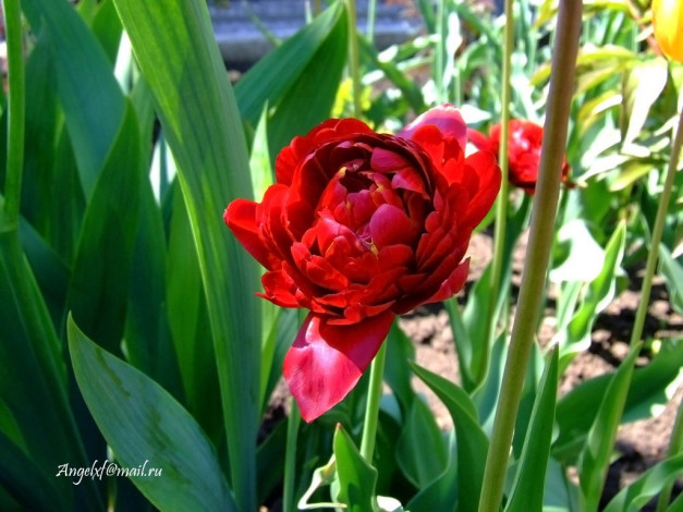 Обои картинки фото цветы, тюльпаны