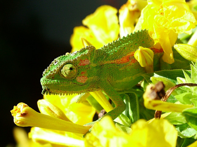 Обои картинки фото животные, хамелеоны