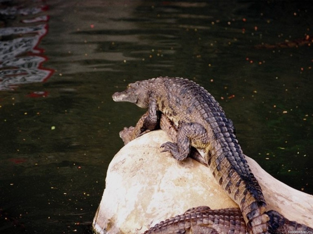 Обои картинки фото животные, крокодилы