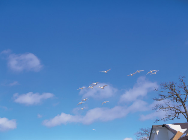 Обои картинки фото животные, лебеди