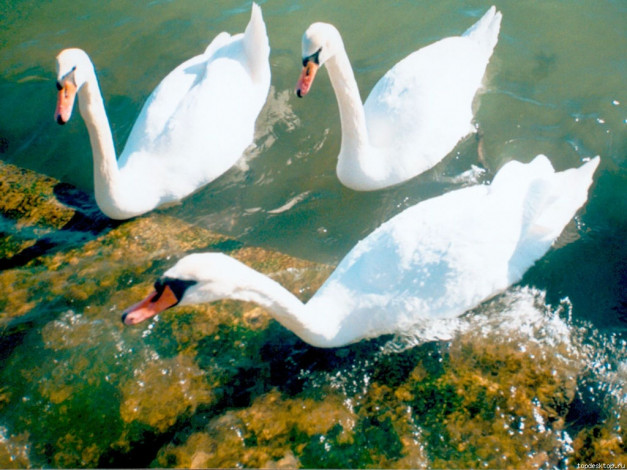 Обои картинки фото животные, лебеди