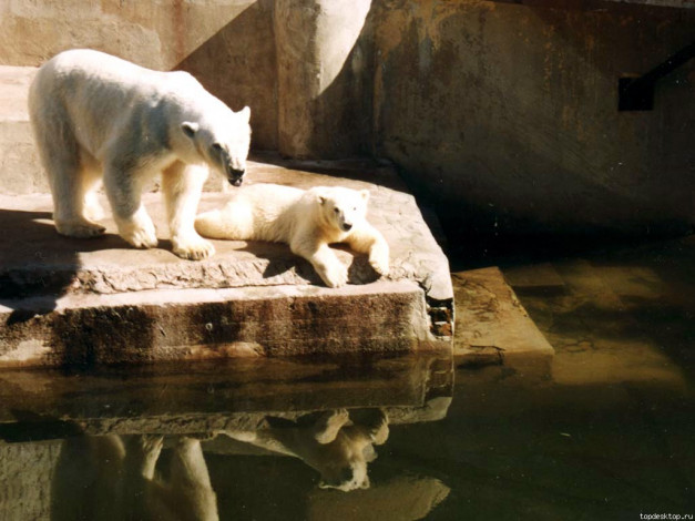 Обои картинки фото животные, медведи