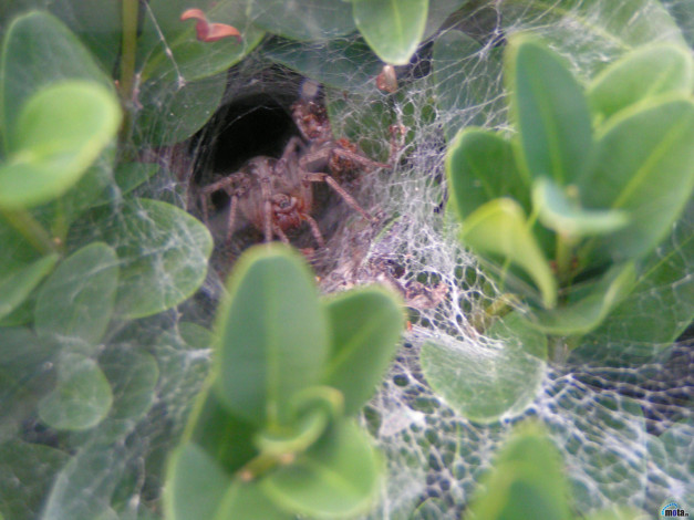 Обои картинки фото животные, пауки