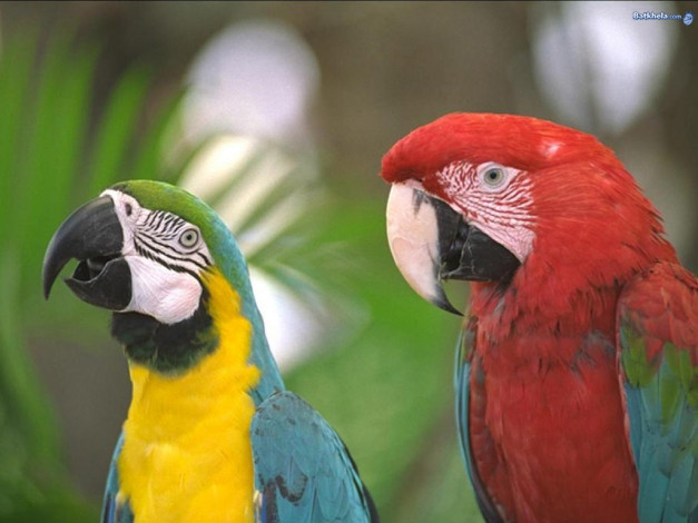 Обои картинки фото животные, попугаи