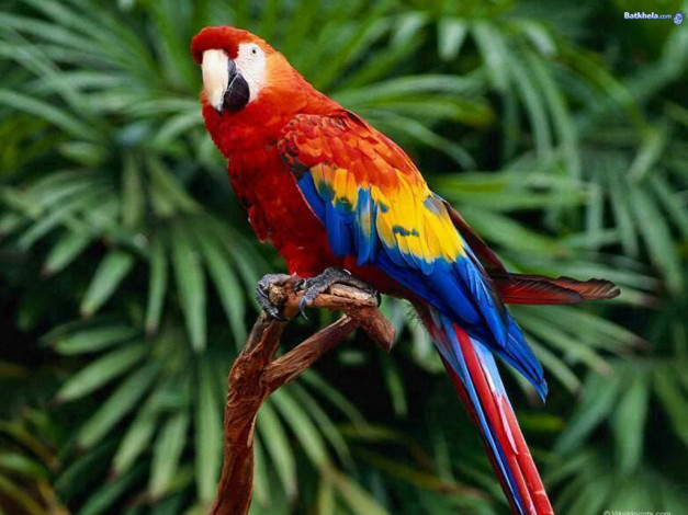 Обои картинки фото животные, попугаи