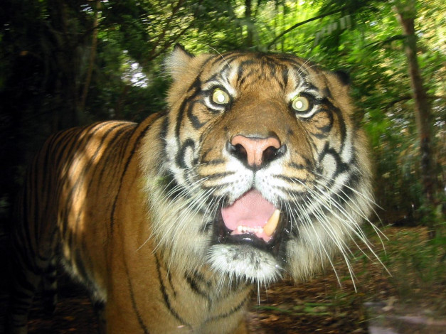 Обои картинки фото животные, тигры