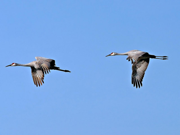 Обои картинки фото животные, журавли