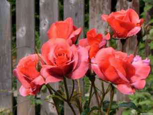 Картинка цветы розы