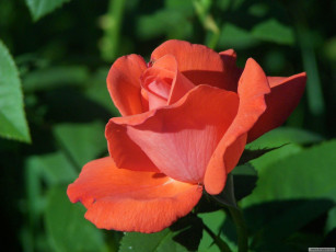 Картинка цветы розы