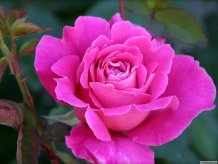 Картинка цветы розы