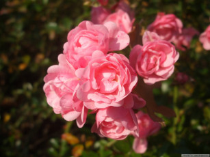 Картинка цветы розы