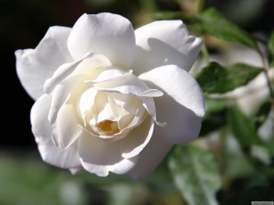 Картинка цветы розы