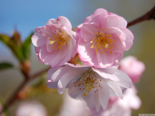 Картинка цветы сакура вишня