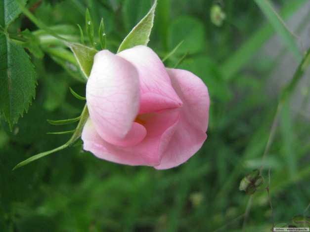 Обои картинки фото цветы, розы