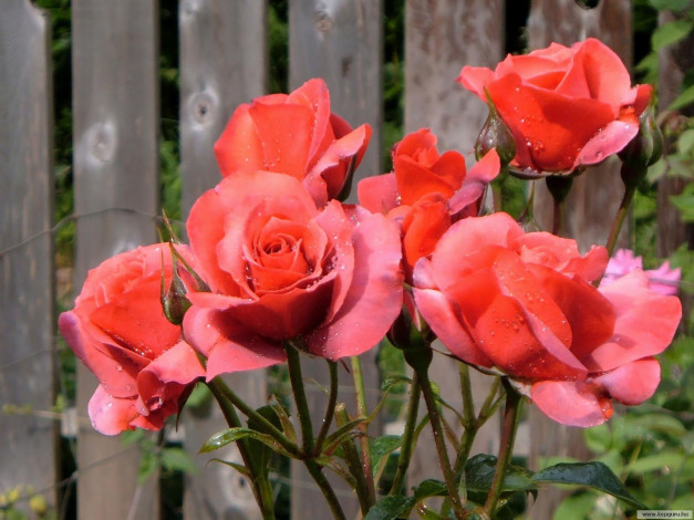 Обои картинки фото цветы, розы