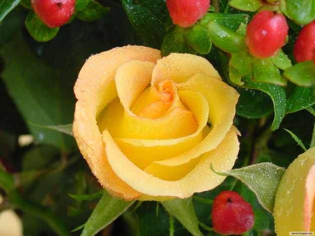 Обои картинки фото цветы, розы