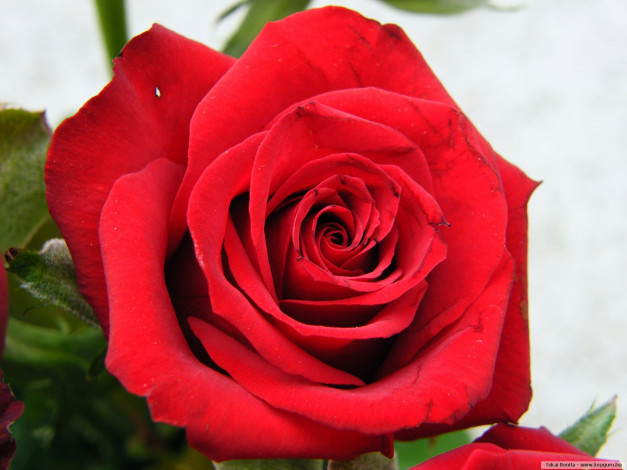 Обои картинки фото цветы, розы