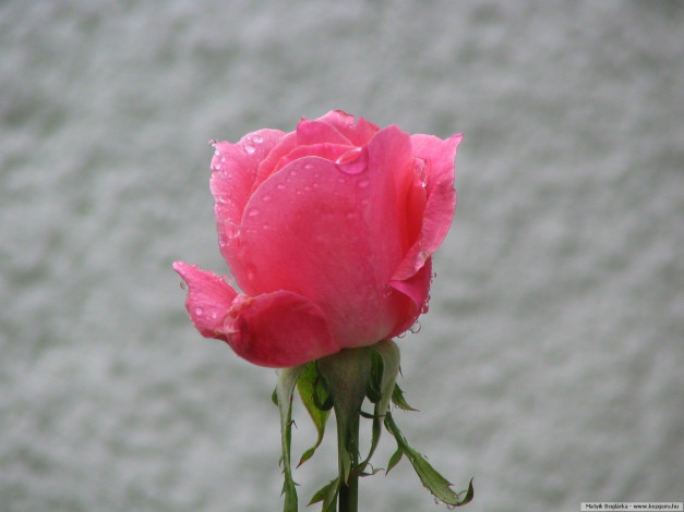 Обои картинки фото цветы, розы