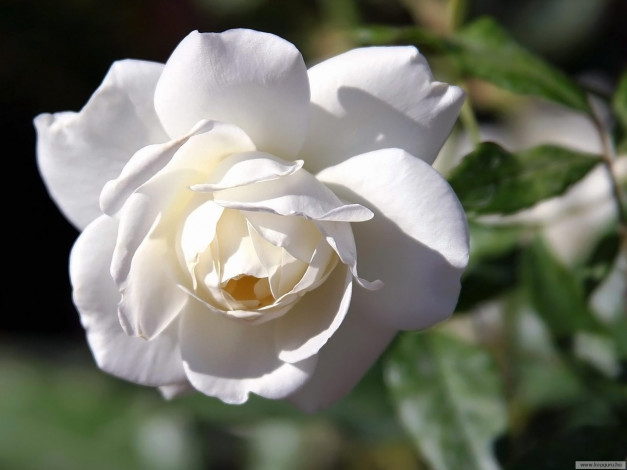 Обои картинки фото цветы, розы