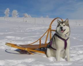 Картинка животные собаки