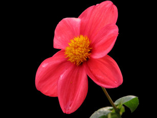 Картинка цветы георгины