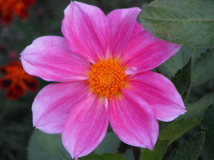 Картинка цветы георгины