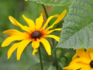 Картинка цветы рудбекия