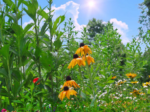 Картинка цветы рудбекия