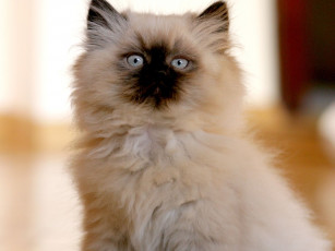 Картинка животные коты