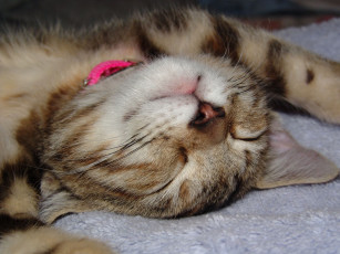 Картинка животные коты