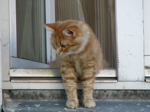 Картинка животные коты