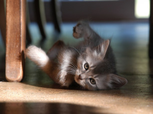 Картинка животные коты