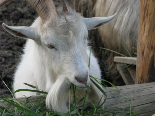 Картинка животные козы