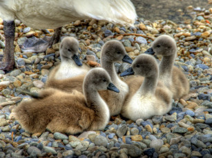 Картинка животные лебеди