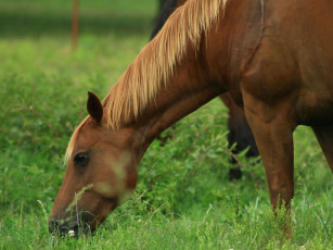 Картинка животные лошади