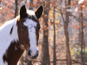 Картинка животные лошади