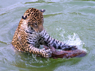 Картинка животные разные вместе