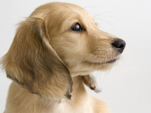 Картинка животные собаки