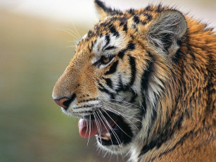 Картинка животные тигры