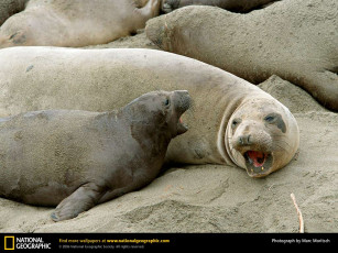 Картинка животные тюлени морские львы котики