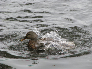 Картинка животные утки