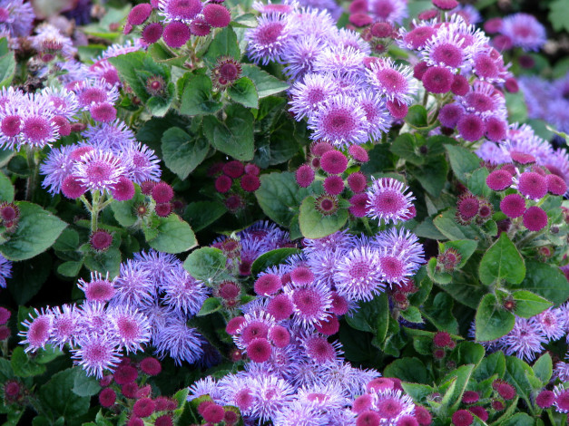 Обои картинки фото цветы, агератум