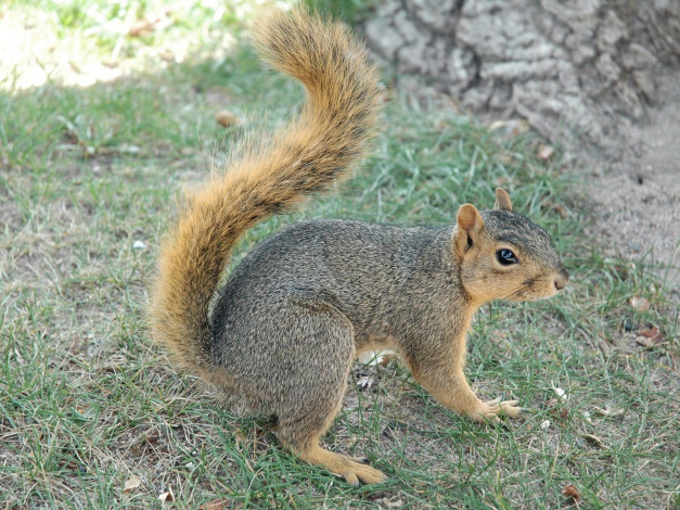 Обои картинки фото животные, белки