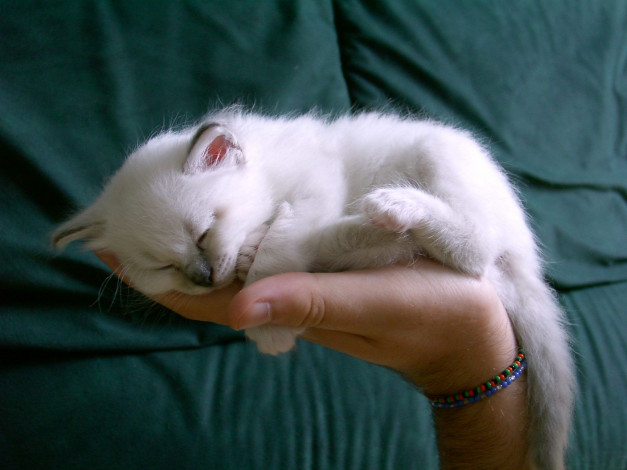 Обои картинки фото животные, коты