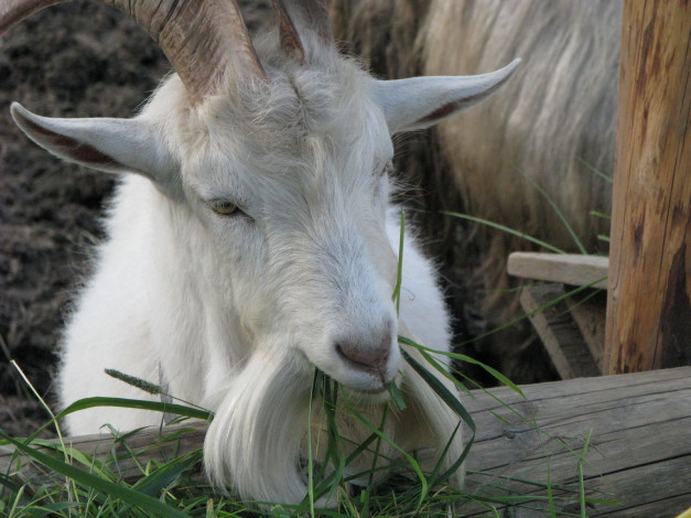 Обои картинки фото животные, козы