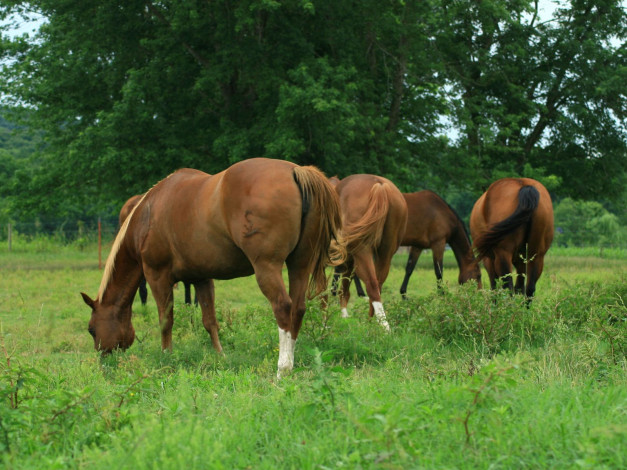 Обои картинки фото животные, лошади