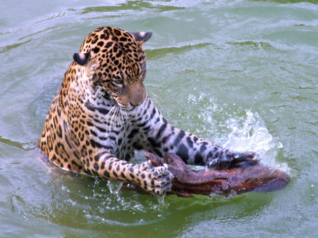 Обои картинки фото животные, разные, вместе