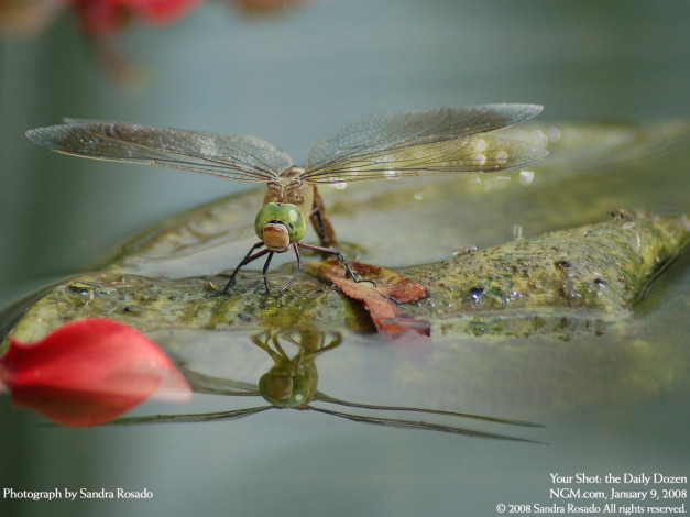 Обои картинки фото животные, стрекозы