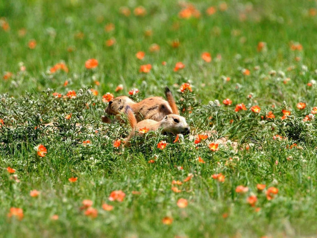 Обои картинки фото животные, суслики, сурки